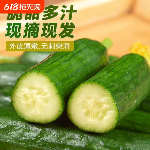 新鲜现摘水果小黄瓜嫩青瓜生吃蘸酱脆甜无刺小青瓜清甜香脆