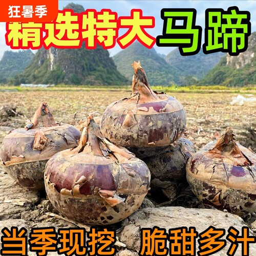 广西荔浦山泉马蹄当季新鲜水果