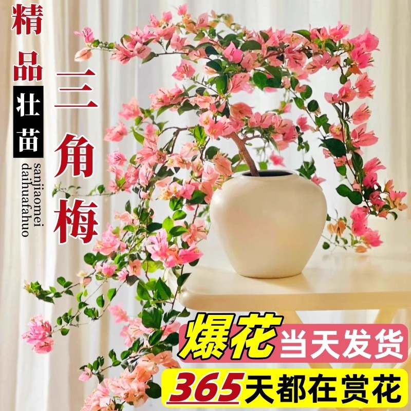 绿樱三角梅盆栽带花卉名贵绿植四季开花植物室内阳台耐寒多色老桩