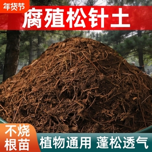 纯松针腐殖土兰花君子兰专用土松针腐叶土腐熟透气天然腐叶松针土