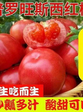 当季现摘普罗旺斯自然熟小番茄