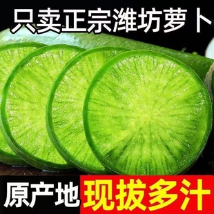 水果萝卜甜脆水果型正宗潍坊萝卜潍县沙窝青萝卜新鲜生吃蘸酱