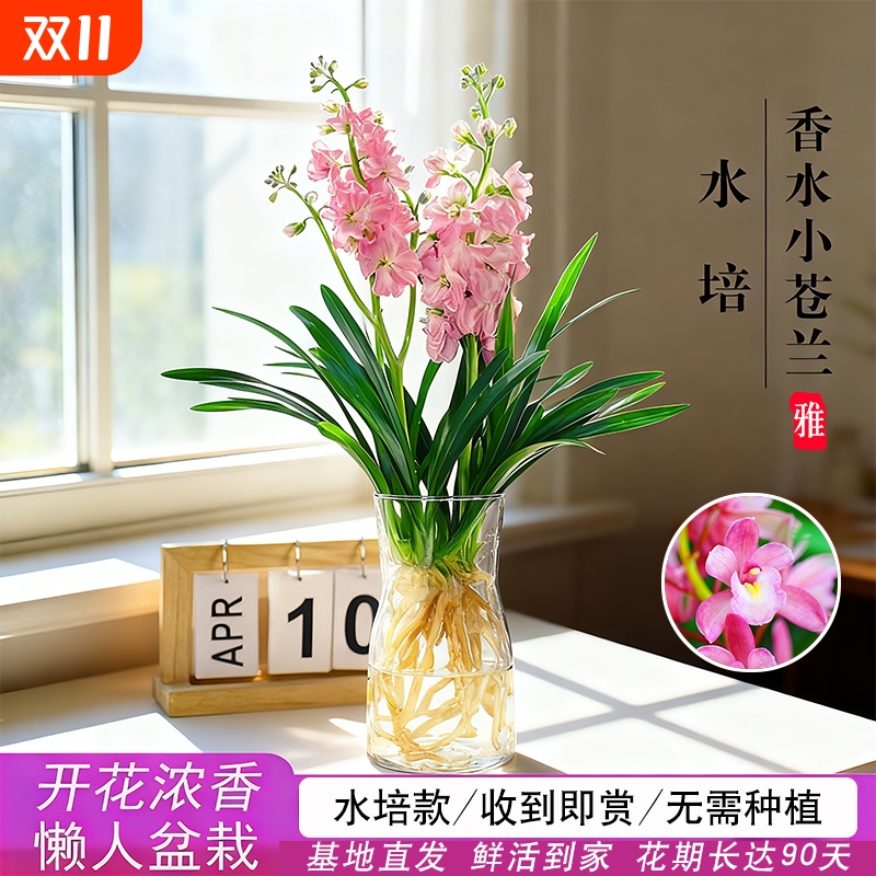 新品水培香水兰花苗粉桃四季好养浓香带花苞室内耐阴花卉绿植盆栽