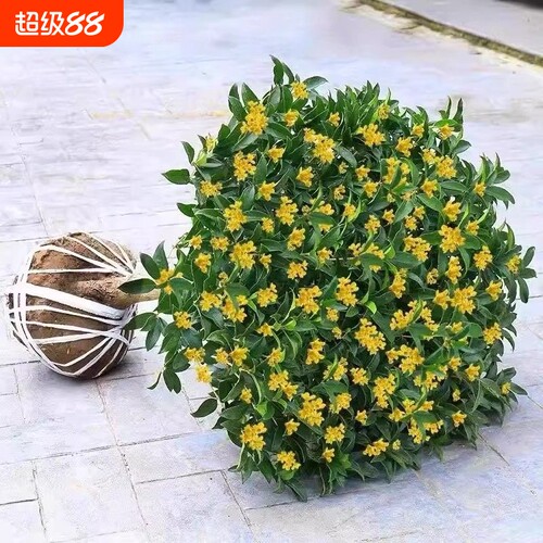 桂花树苗盆栽金桂开花室内阳台庭院花卉植物四季桂小苗耐寒客厅