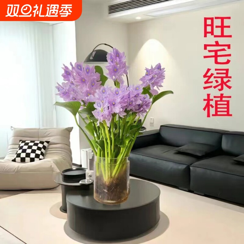 招财元宝开紫色花室内桌面盆栽客厅办公室旺宅懒人好养活耐寒耐旱