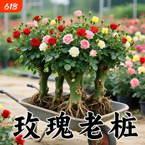 玫瑰花苗老桩绿植物盆栽月季蔷薇老根阳台庭院特大花卉四季开花