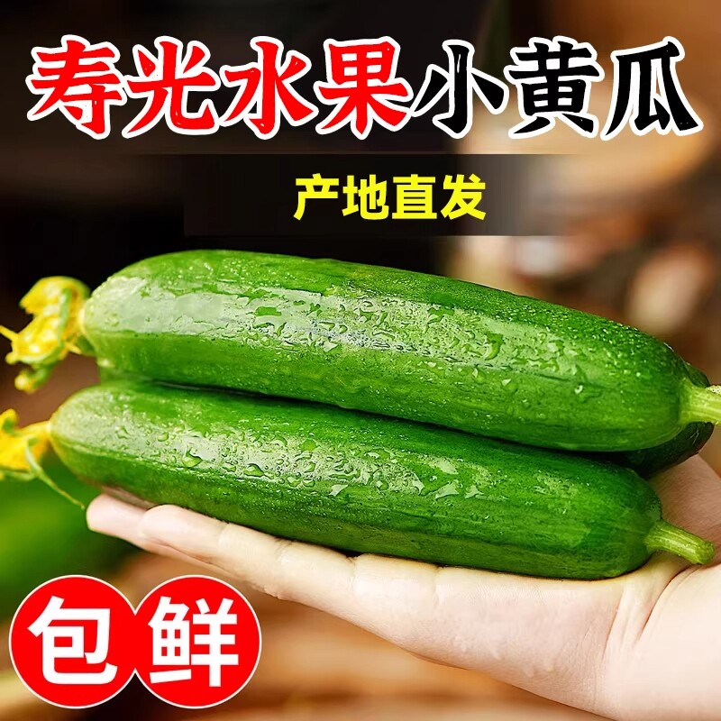 精品水果小黄瓜农家自种当季新鲜时令蔬菜寿光脆甜现摘凉拌瓜果