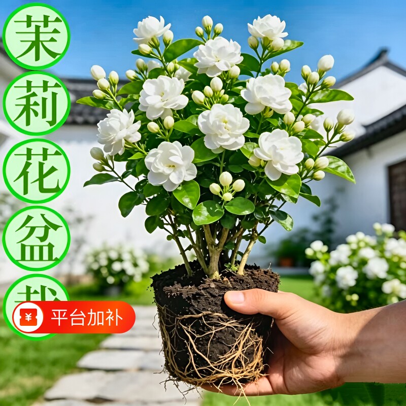 重瓣茉莉花苗盆栽九里香老桩驱蚊花卉植物绿植阳台好养四季开花