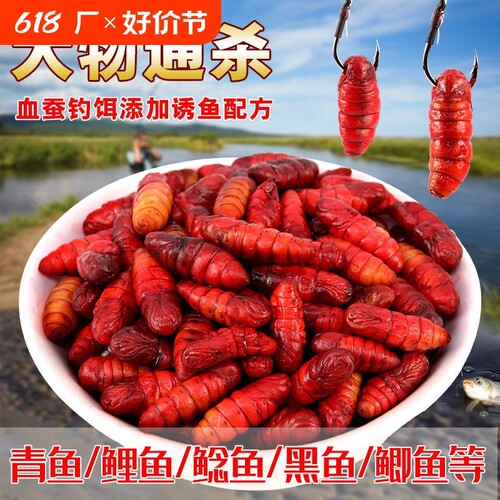 小药饵血蚕蚕蛹鲤鱼饵