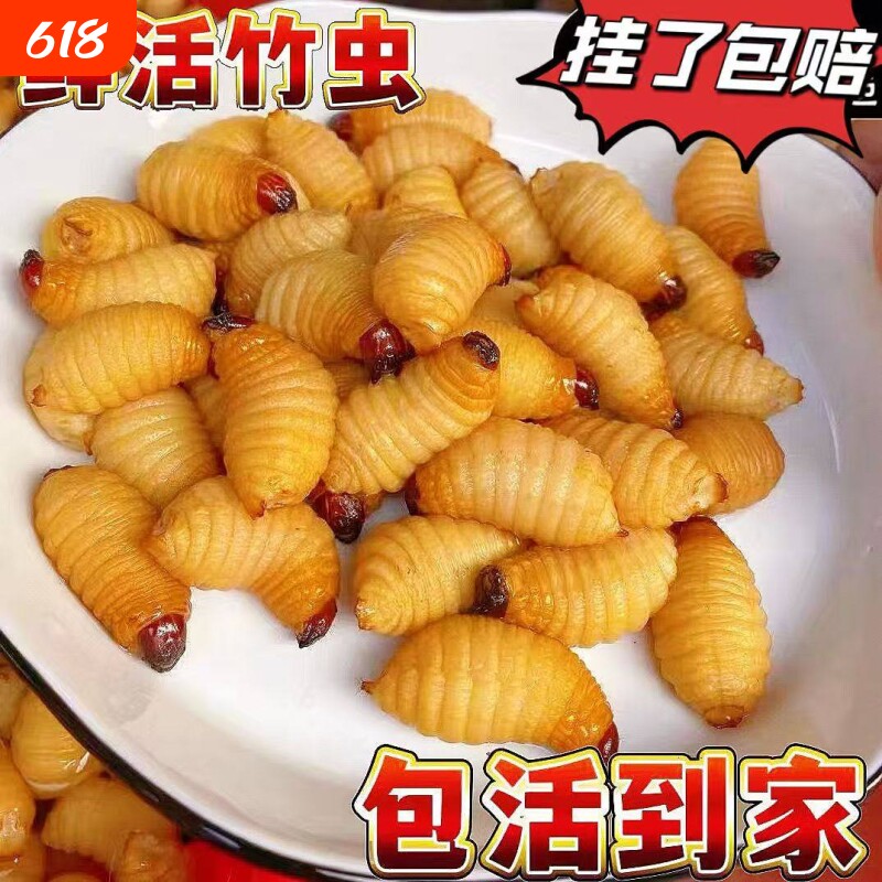 鲜活竹虫竹蛹广宁竹笋虫蛹咀食用昆虫竹子虫椰子虫活体包活到家