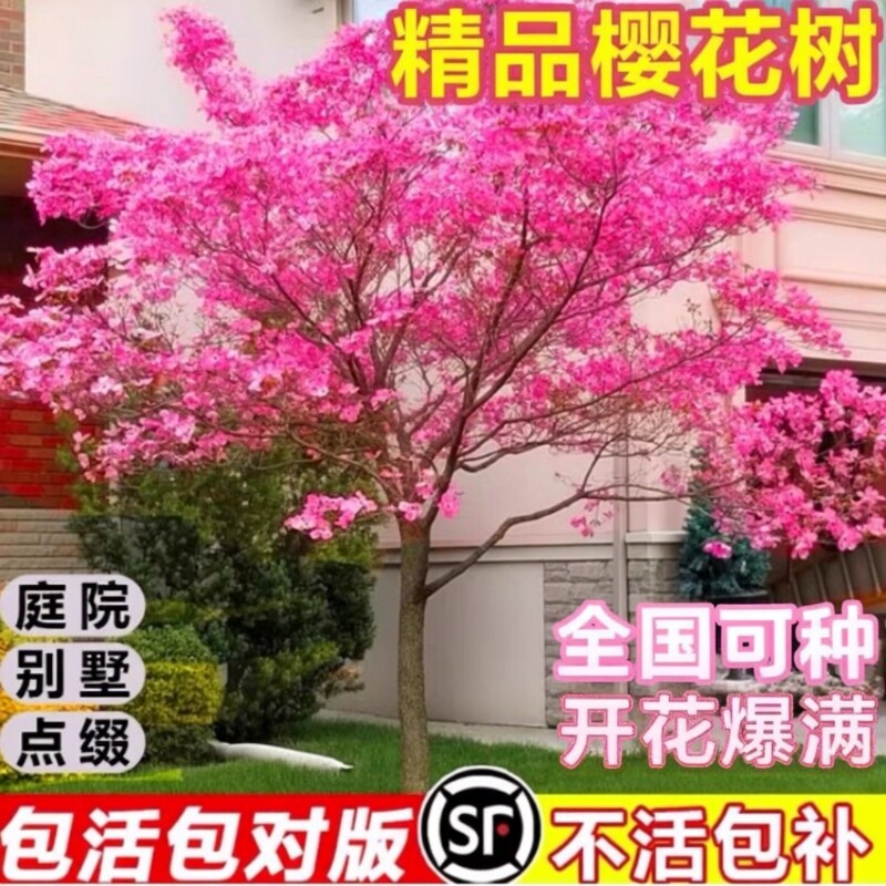 樱花树苗庭院大树日本晚樱种植花卉盆栽风景树吉野八重樱开花带花图片