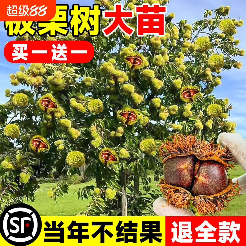 板栗苗树嫁接大红袍地栽特大树苗果树果苗栗子南北方种植当年结果
