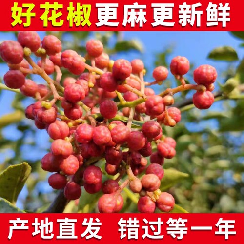 2026新鲜湿花椒陕西红花椒大红袍生特麻香现摘现发嫩1斤食用
