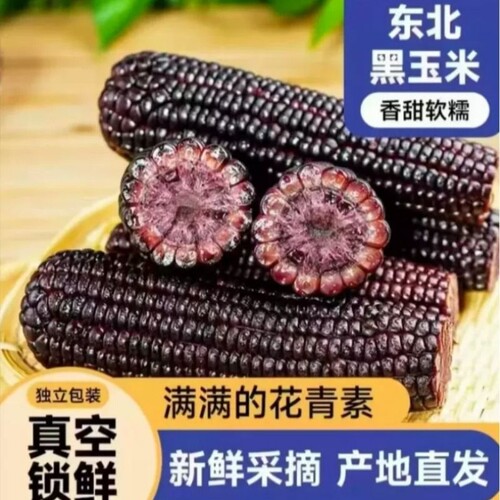 吉林煜松东北黑糯玉米富含花青素