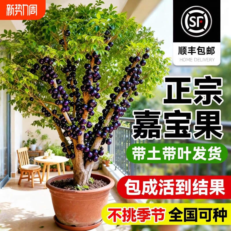 正宗嘉宝果树苗沙巴艾斯卡树葡萄南北方四季阳台庭院种植当年结果