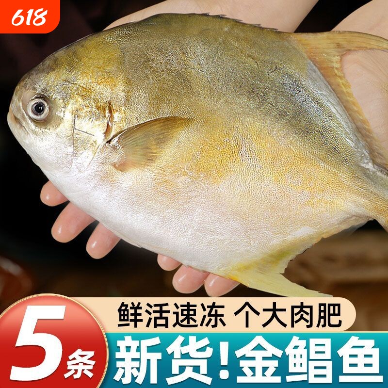 特大号金鲳鱼新鲜活冷冻金昌鱼深海鲳鱼平鱼海鲜水产整条白鲳批发