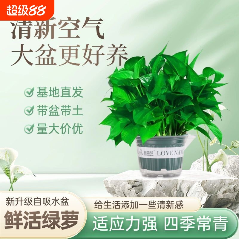 绿箩一整箱养易活室内植物花卉垂吊大叶绿萝除甲醛新房防甲醛绿植