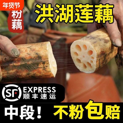 顺丰发正宗洪湖粉藕湖北莲藕煲汤新鲜现挖莲藕糖藕糯米藕九孔藕