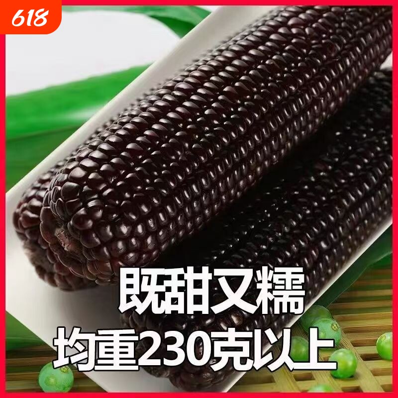 2025有机黑糯玉米新鲜山西苞米软糯香甜含花青素真空包装黑玉米