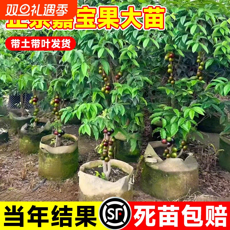 正宗沙巴嘉宝果苗树树葡萄四季果树盆栽阳台庭院种植老桩结果开花