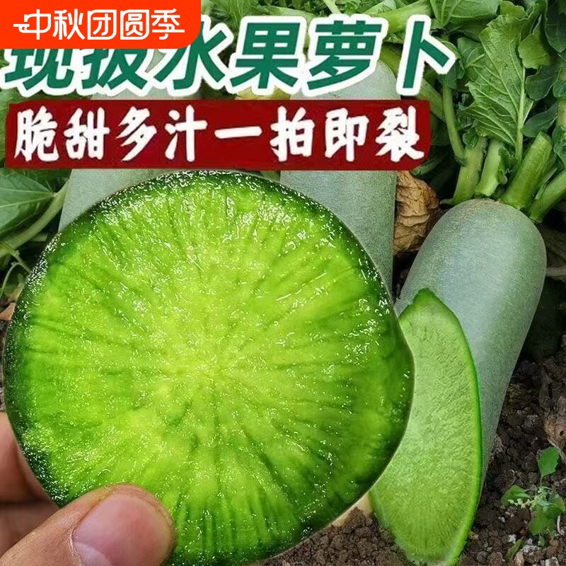 正宗潍坊水果萝卜脆爽无辣新鲜现挖青萝卜生吃水果萝卜冰淇淋萝卜图片
