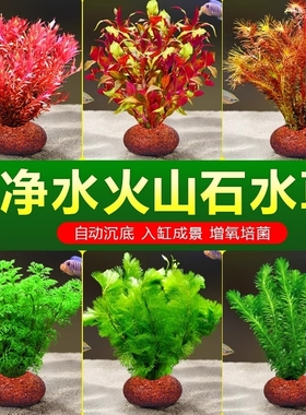 鱼缸火山石水草植物造景专用真草水培蜈蚣草绿菊净化水质增氧养鱼