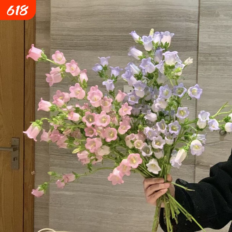 风铃花鲜花花材家用水培插花风铃草鲜切花客厅卧室摆件装饰品花束
