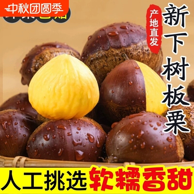 2026板栗生新鲜丹东老树油栗子野生毛栗子迁西板栗野生锥毛栗子