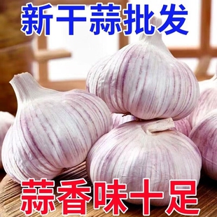 农家新干蒜大蒜头金乡大蒜农家自种紫皮蒜高品质产地直发旗舰店