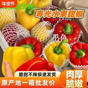 山东寿光露天生吃不辣甜椒五彩椒5斤新鲜圆椒红椒黄椒色辣椒当季