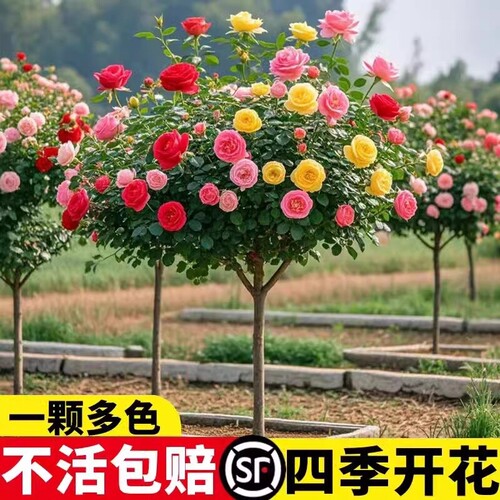棒棒糖树桩月季花苗特大四季花卉植物庭院盆栽老桩玫瑰树开花阳台