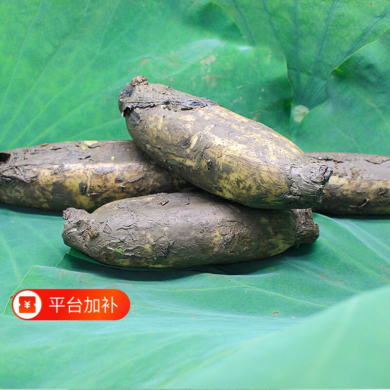 正宗洪湖粉藕莲藕煲汤藕新鲜现挖现发糯米藕炖汤九孔藕湖北红莲藕