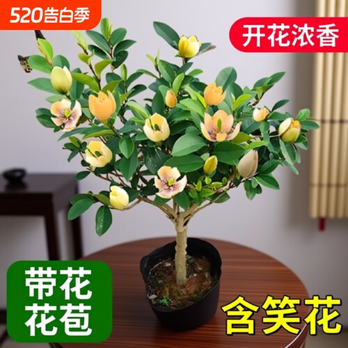 含笑花盆栽带苞浓香秋季开花