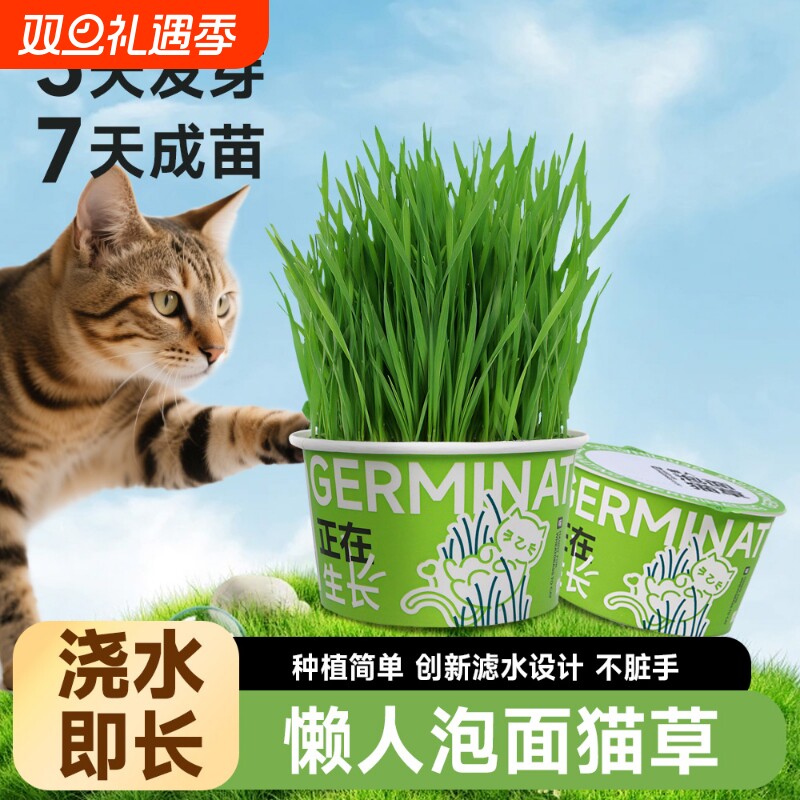 猫草盆栽懒人泡面猫草水培杯猫咪天然化毛草自种猫草助排毛猫零食