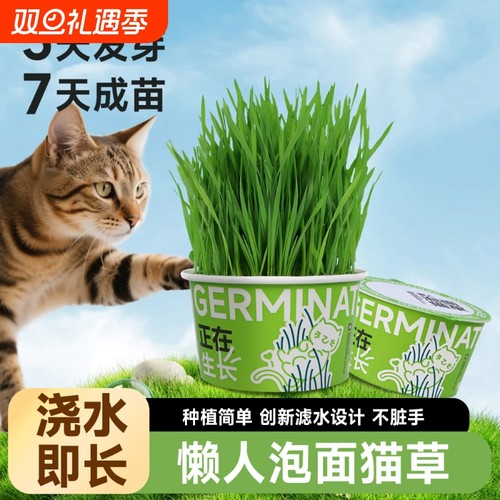 懒人泡面猫草水培杯天然化毛草