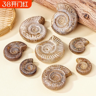 马达加斯加巴甫洛夫菊石化石古生物化石白螺海螺儿童教学科普标本