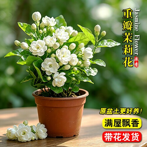 重瓣茉莉花带花苞四季好养开花室内桌面懒人盆栽花卉水培绿植家里