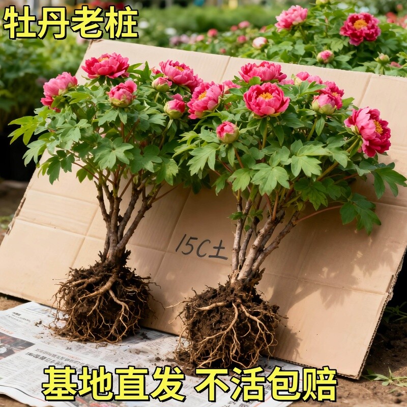 牡丹花盆栽大苗四季带芽苞重瓣观赏植物老桩正宗名贵洛阳缠枝花卉										