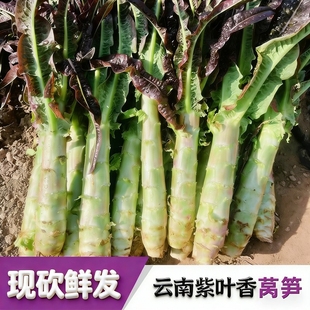 云南紫叶莴笋 新鲜绿心莴苣带嫩叶 应急时令火锅蔬菜 净重5斤8斤