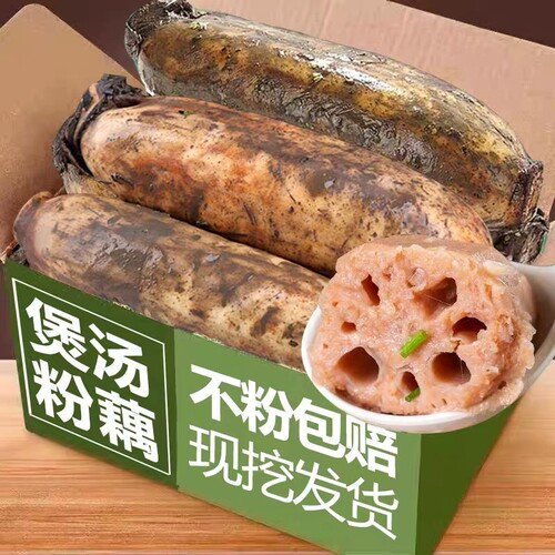 正宗湖北洪湖莲藕新鲜粉藕香甜糯
