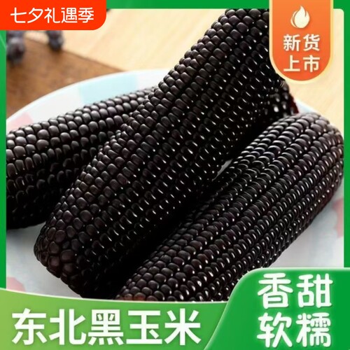 东北香甜黑糯玉米整箱10根包装软糯美味可口粗粮真空装黑玉米现摘