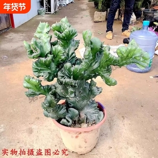 玉麒麟盆栽 麒麟掌 植物 四季常青绿植 仙人掌观赏盆景包邮