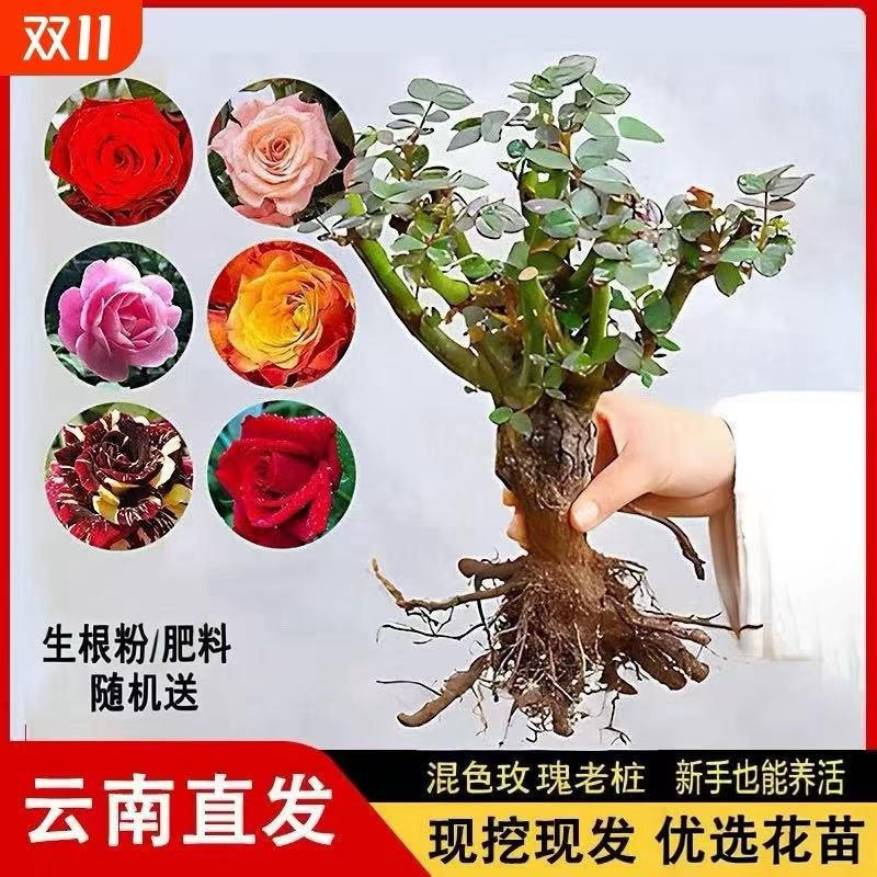 玫瑰花苗老桩绿植物盆栽月季老根阳台庭院花卉云南直发耐寒开花