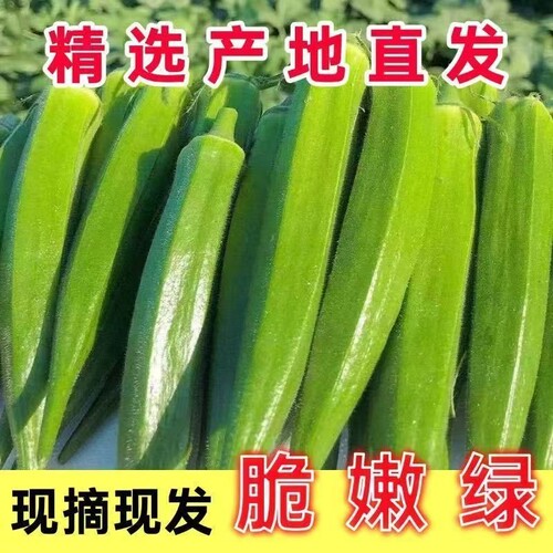 【产地直发】秋葵新鲜山东秋葵当季蔬菜羊角豆水果秋葵鲜嫩秋葵