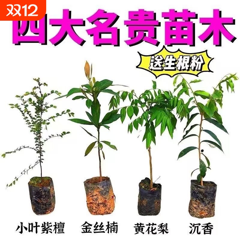 正宗四川金丝楠木基地直发