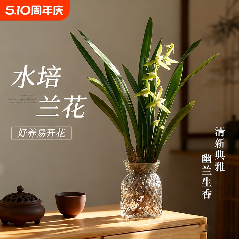 名贵水培香水兰花苗四季好养开花室内客厅花卉盆栽绿植物花期水兰