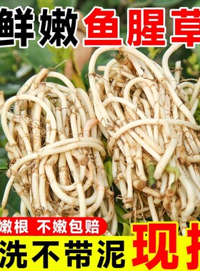 农家鱼腥草折耳根新鲜猪鼻孔当季野蔬菜嫩芽嫩根泡沫箱加冰袋发货