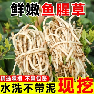 农家鱼腥草新鲜折耳根猪鼻孔当季野蔬菜嫩芽嫩根泡沫箱加冰袋发货