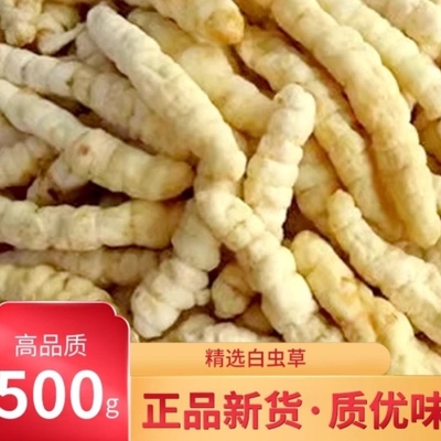 白虫草500g草石蚕药材特级地蚕中土虫草参非云南泽兰根