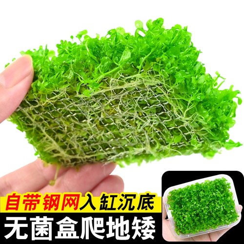 无菌盒爬地矮珍珠水草植鱼缸造景